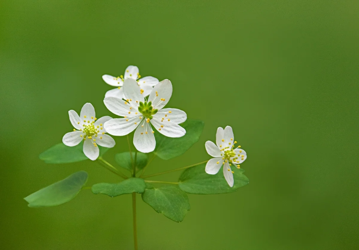 RueAnemone_forweb.jpg
