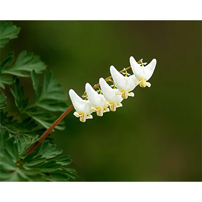 DutchmansBreeches.jpg