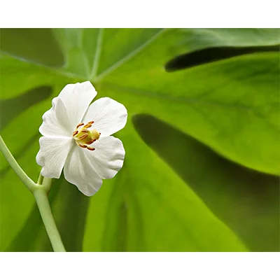 Mayapple.jpg