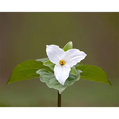 WhiteTrillium.jpg