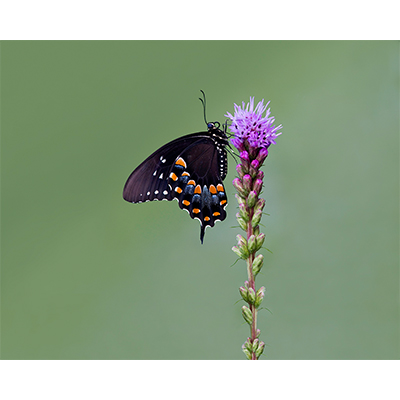 SpicebushSwallowtail.jpg