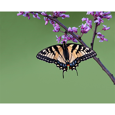 TigerSwallowtail.jpg