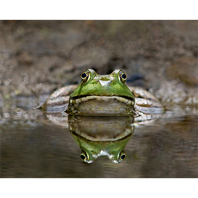 Bullfrog.jpg