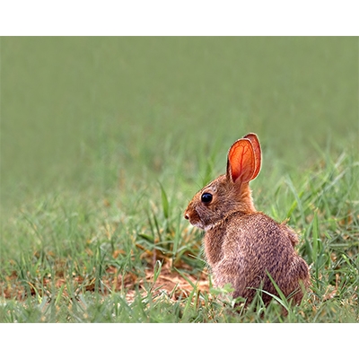 Rabbit2.jpg