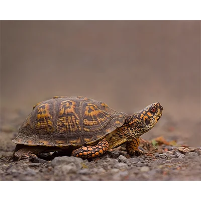 EasternBoxTurtle.jpg