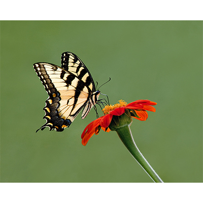 TigerSwallowtail2.jpg