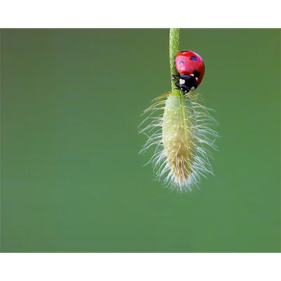 Ladybug.jpg