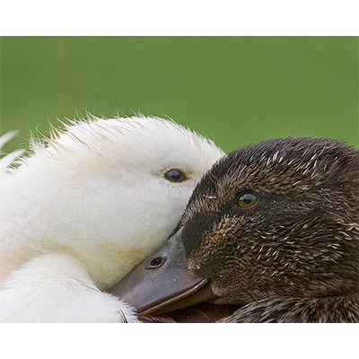 TwoDucks.jpg