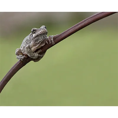GreyTreeFrog.jpg