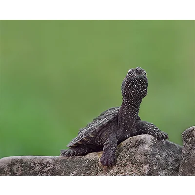 Turtle2.jpg