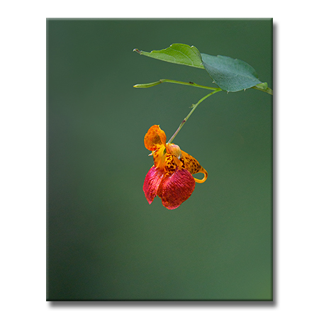 Jewelweed.jpg