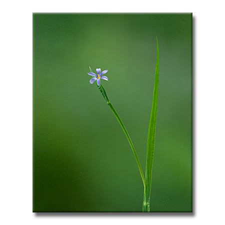 BlueEyedGrass.jpg