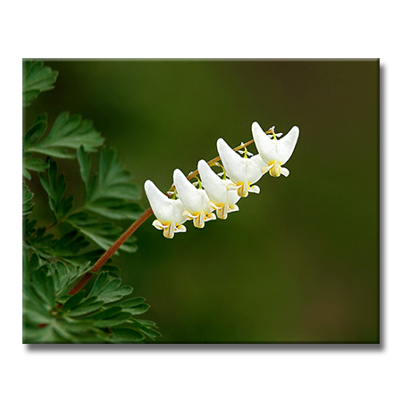 DutchmansBreeches.jpg