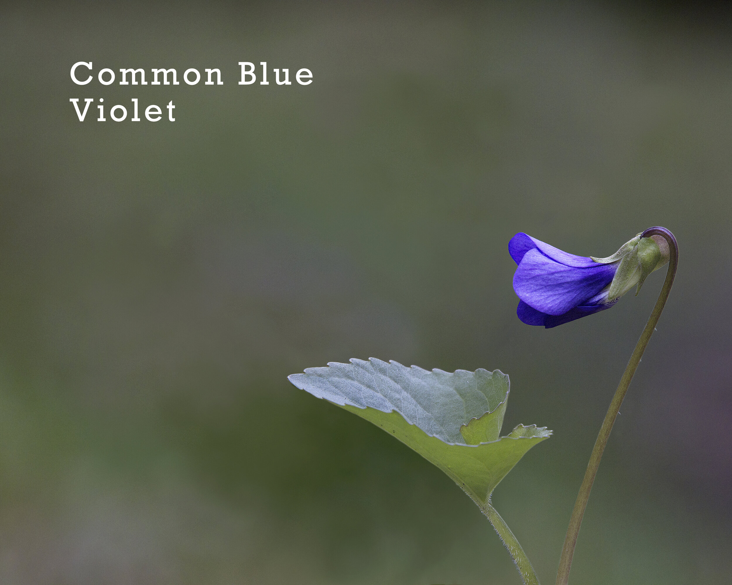 CommonBlueViolet.jpg