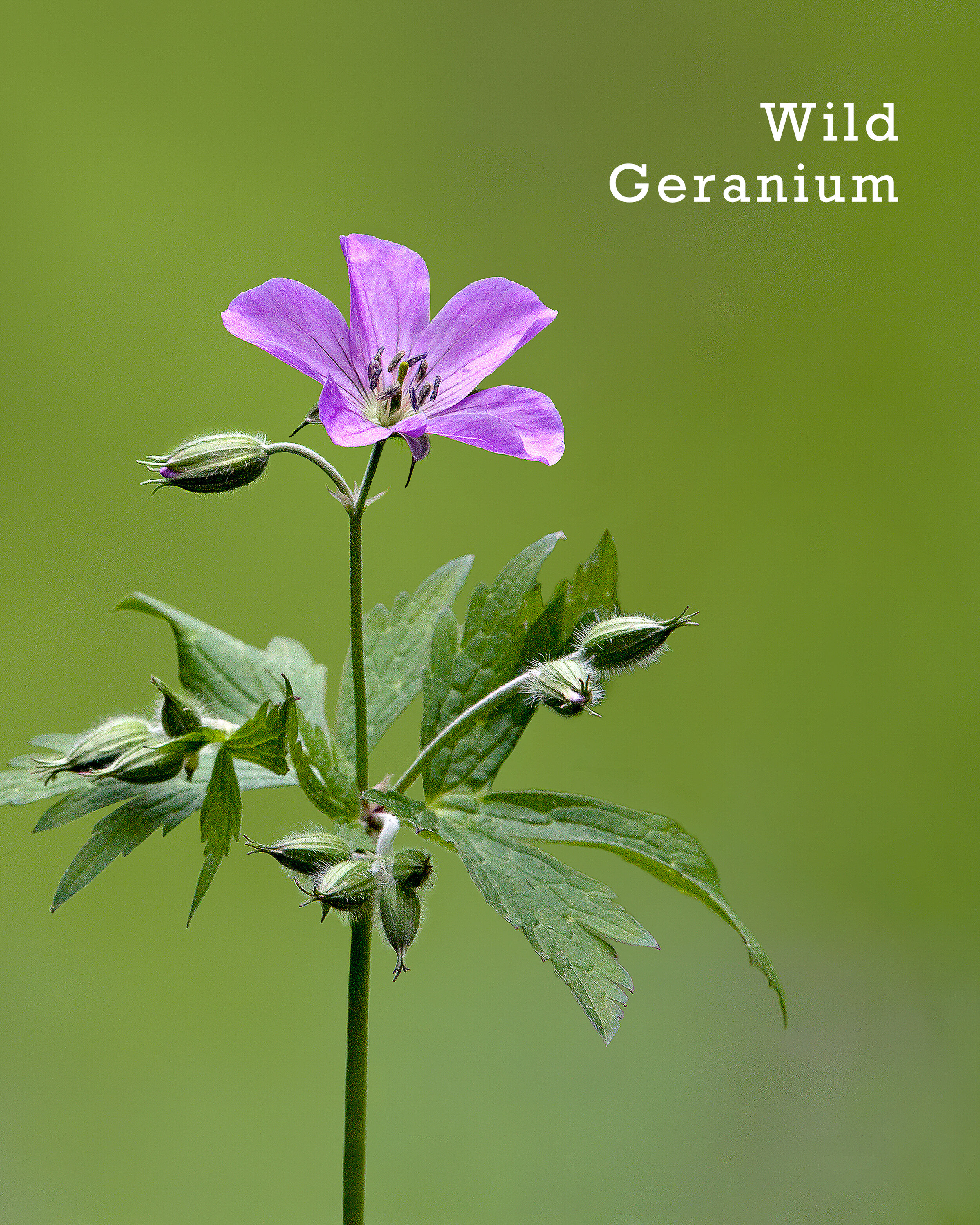 Geranium.jpg