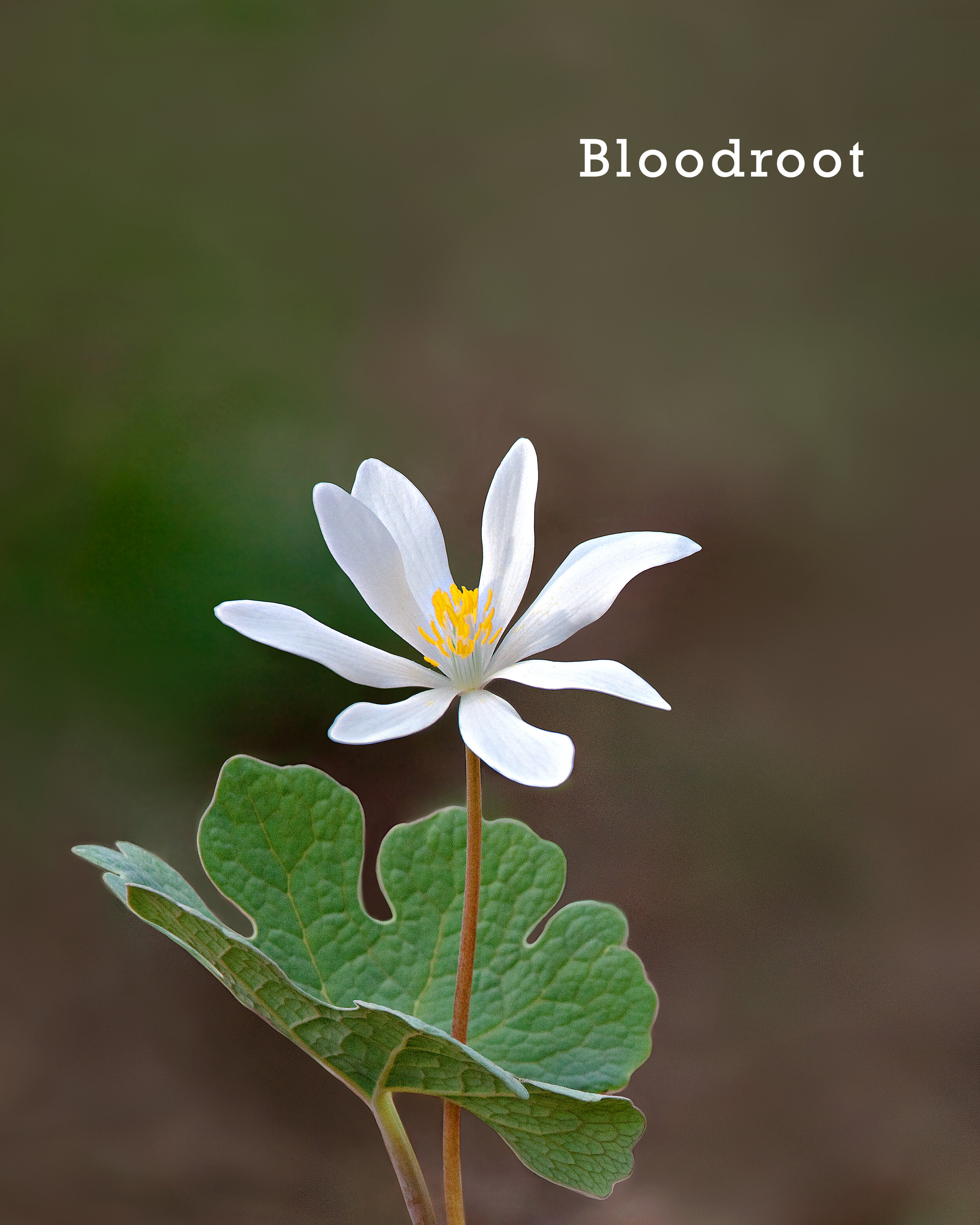 01-Bloodroot.jpg