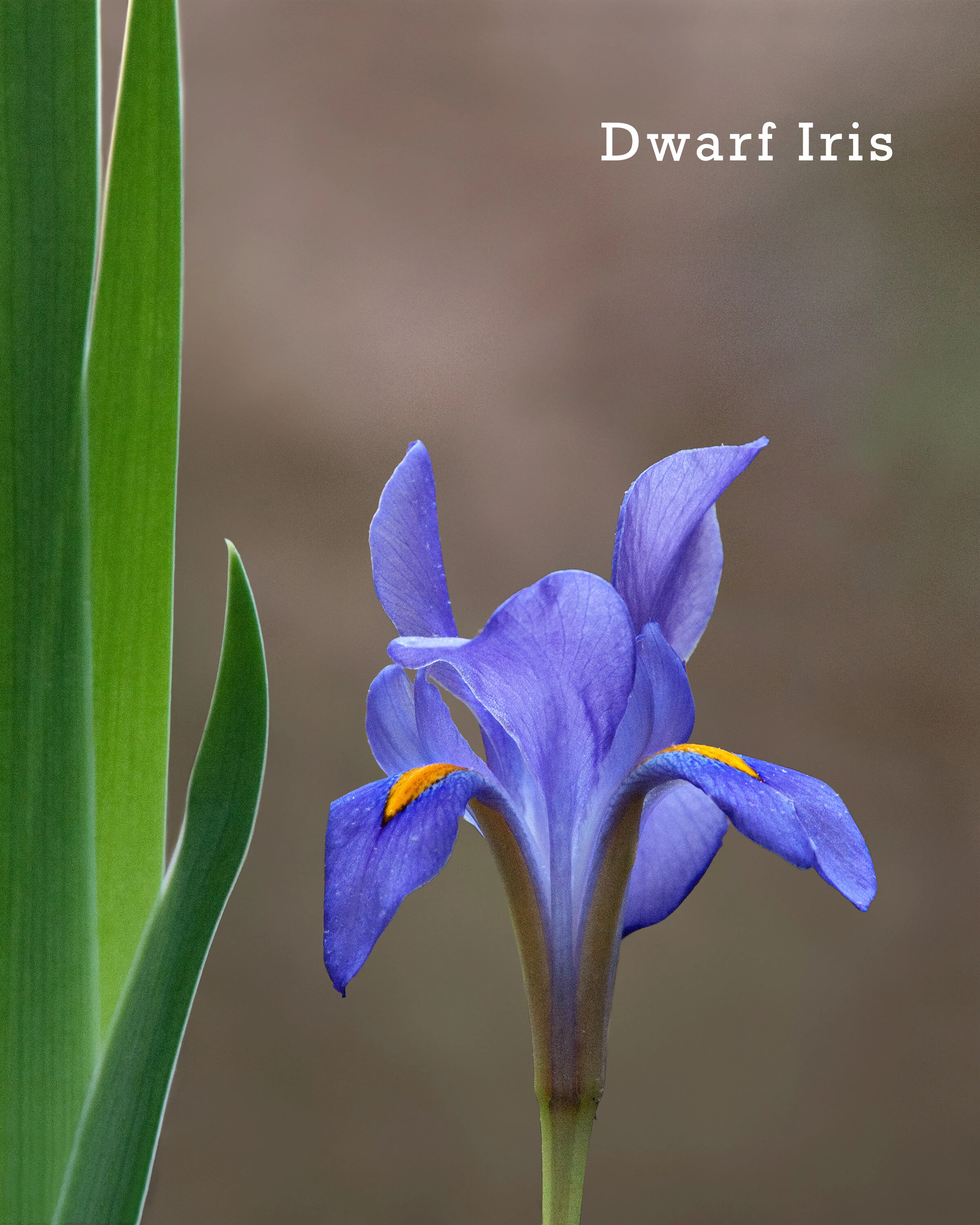04-DwarfIris.jpg