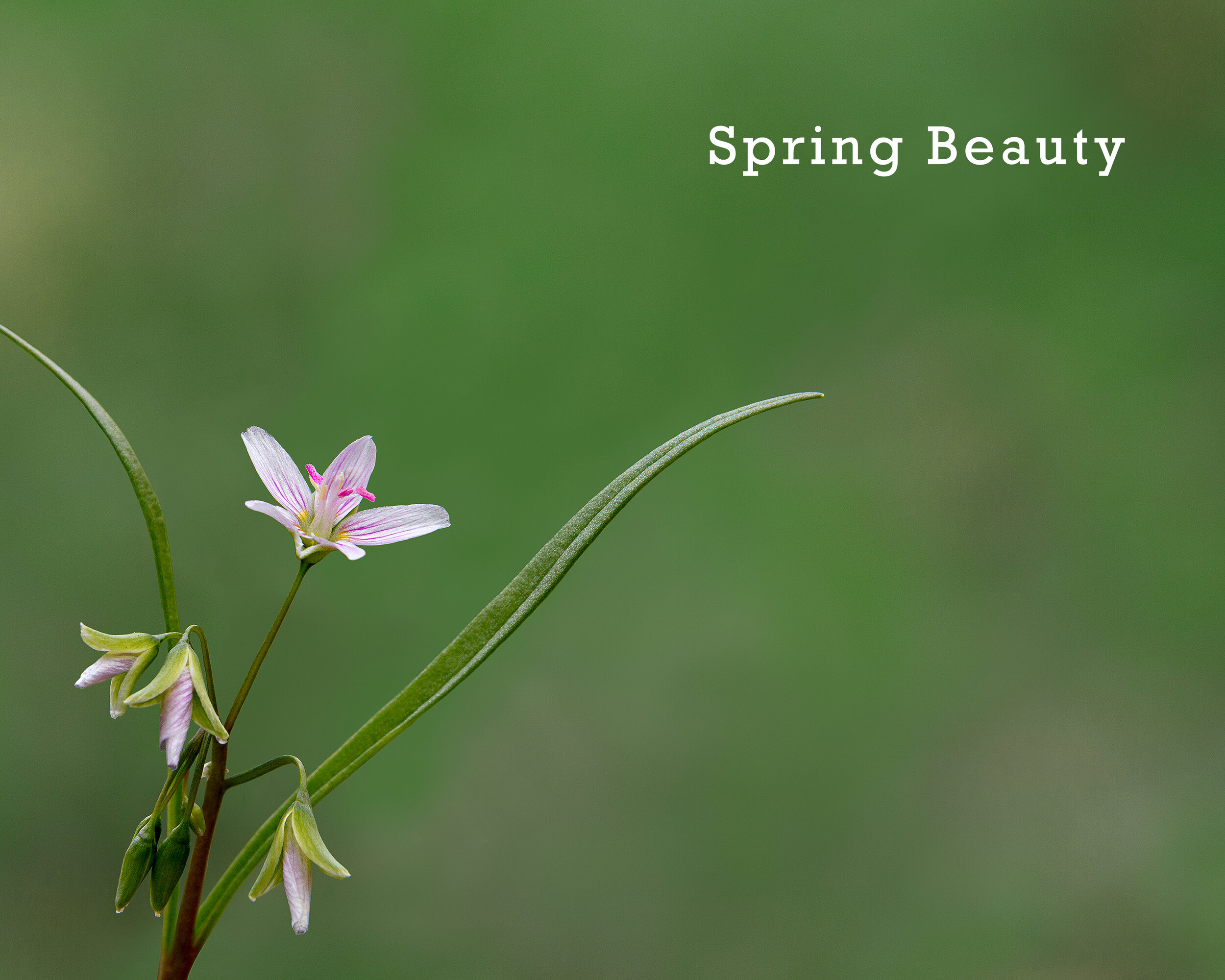 05-SpringBeauty.jpg