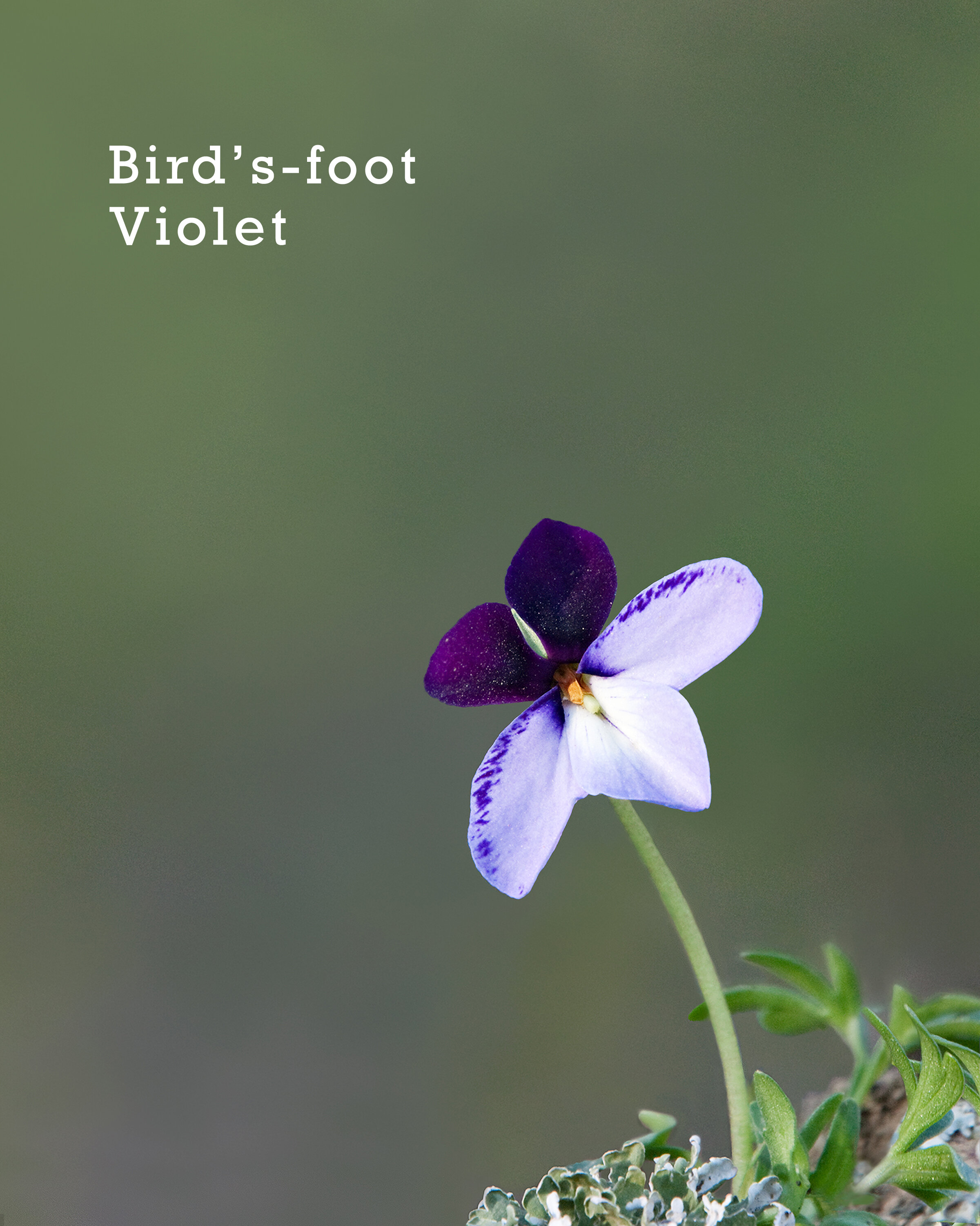 17-BirdsFootViolet.jpg