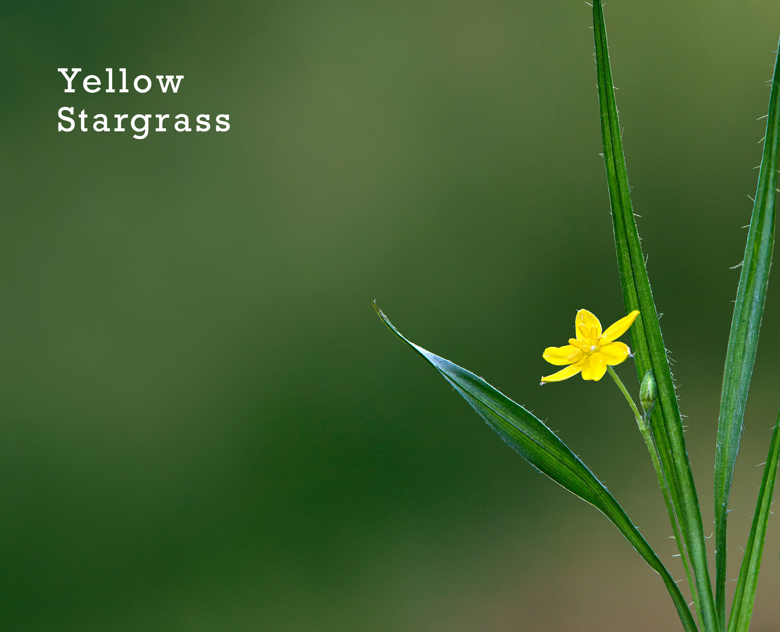 26-YellowStargrass.jpg