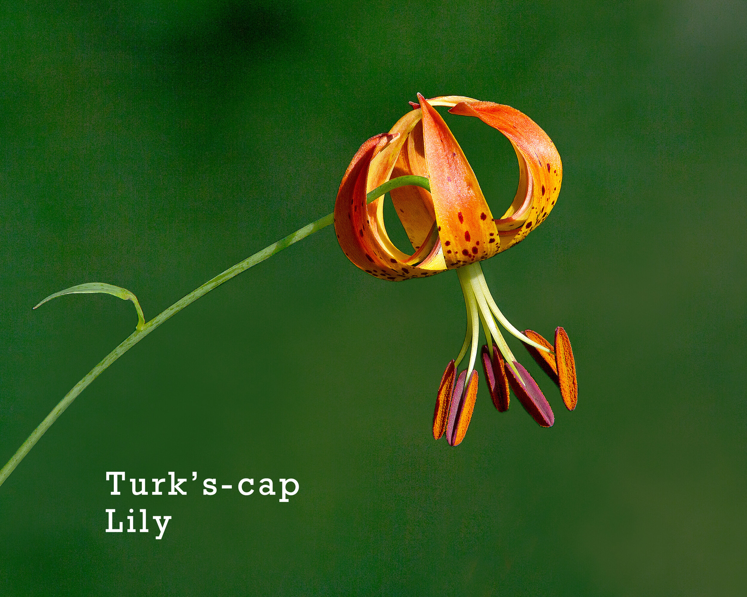 30-TurksCapLily.jpg