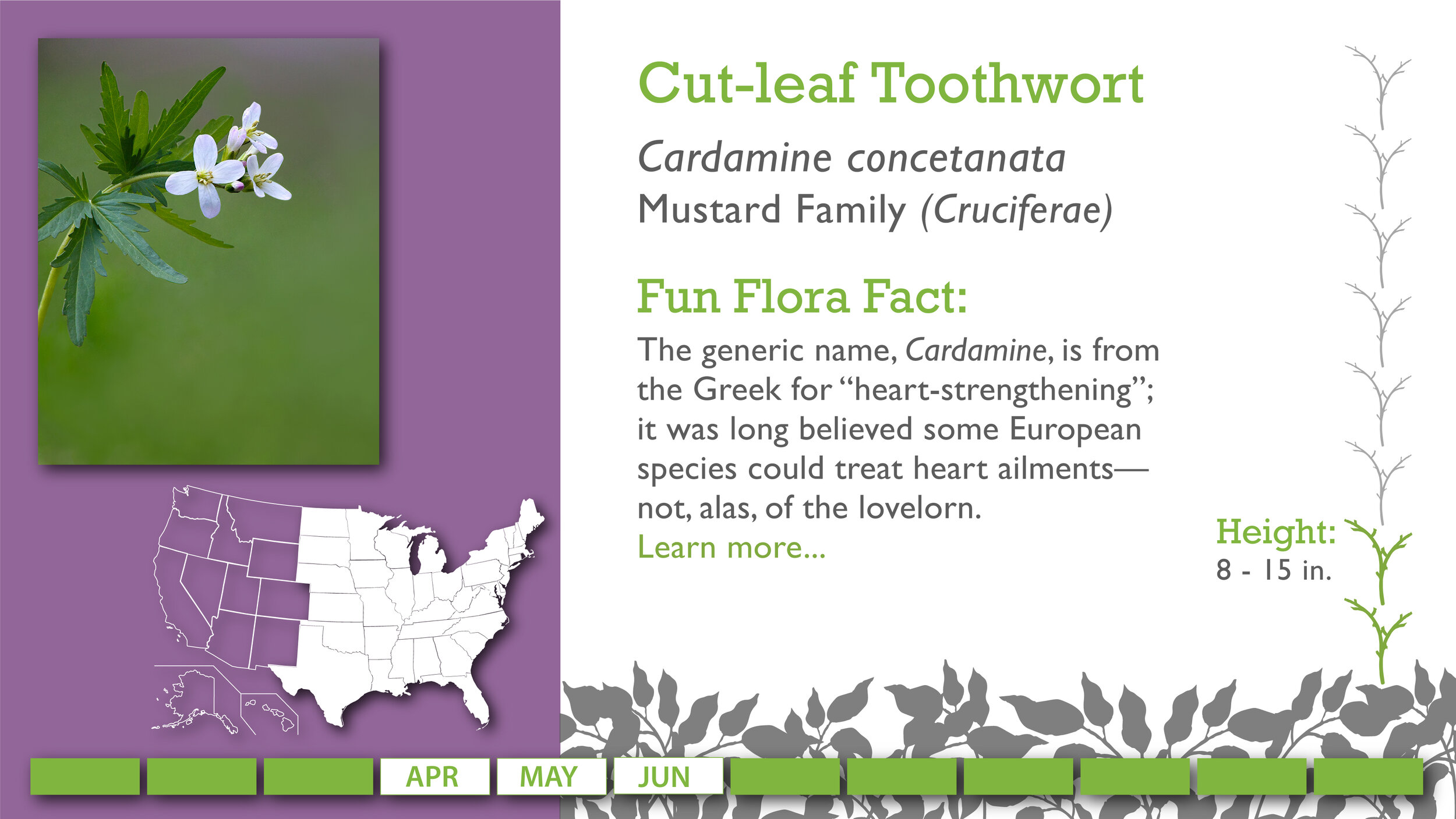 Slides_Cut-leafToothwort.jpg