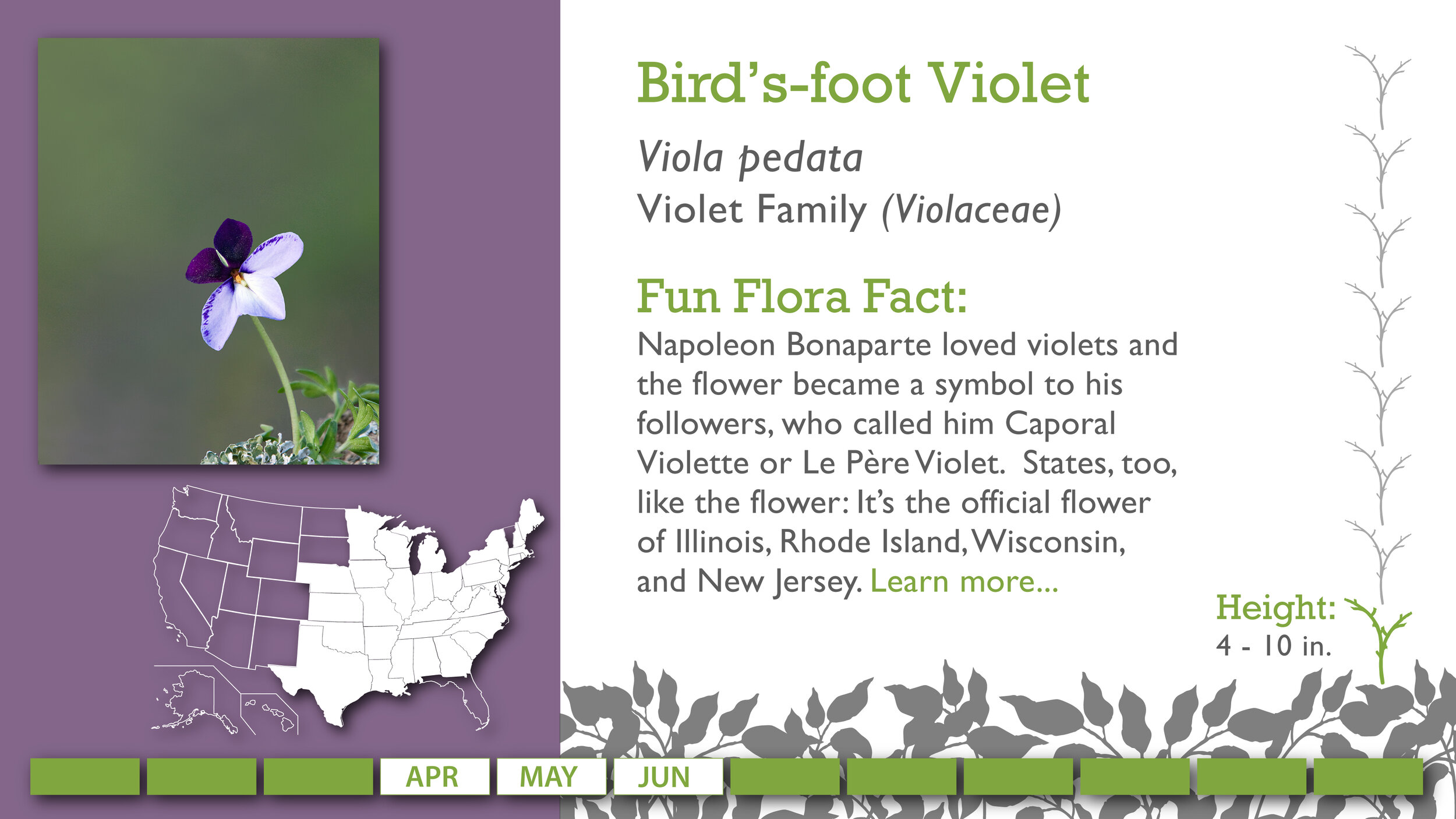 Slides2_BIrds-footViolet.jpg