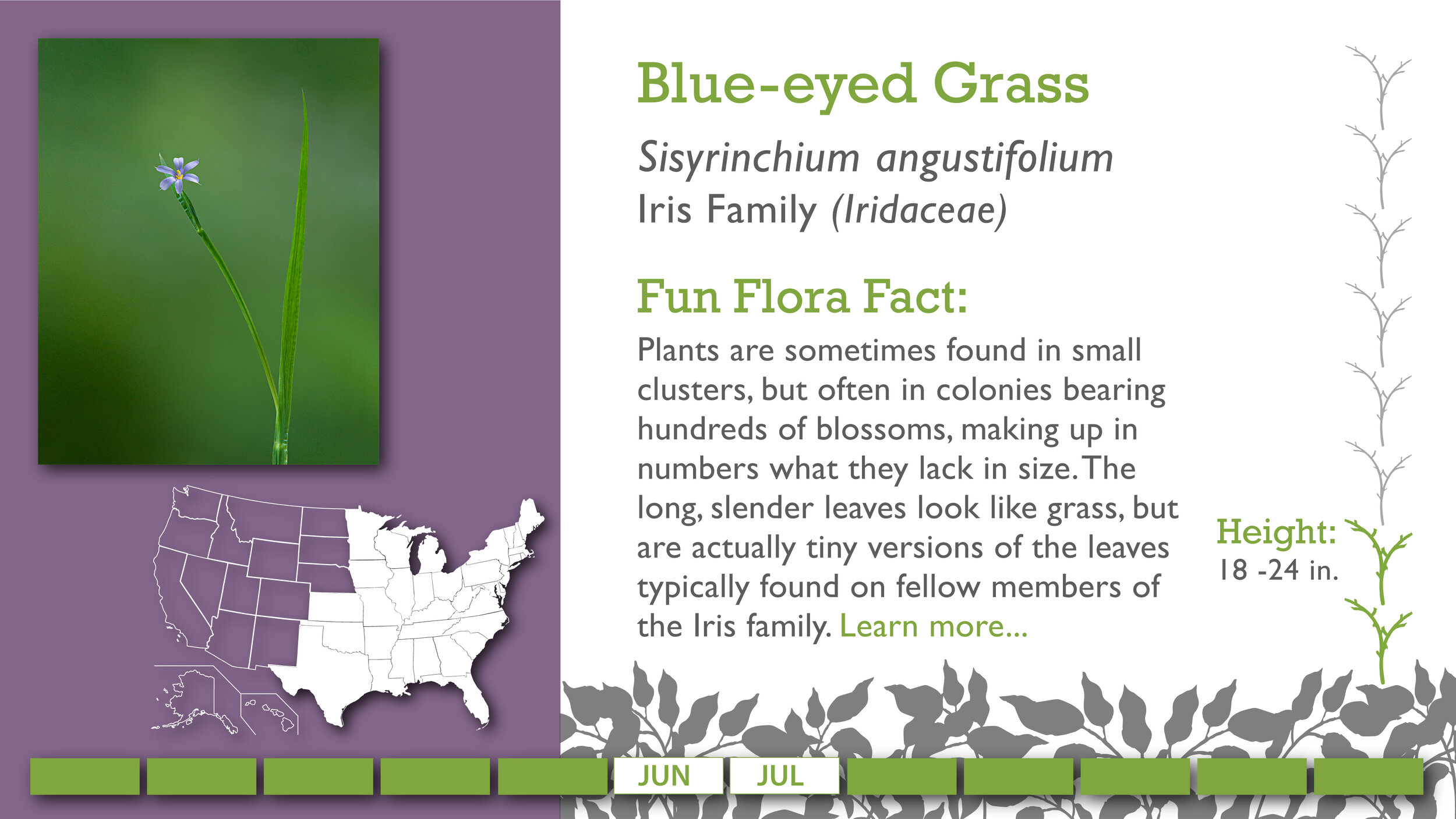 Slides2_Blue-eyedGrass.jpg