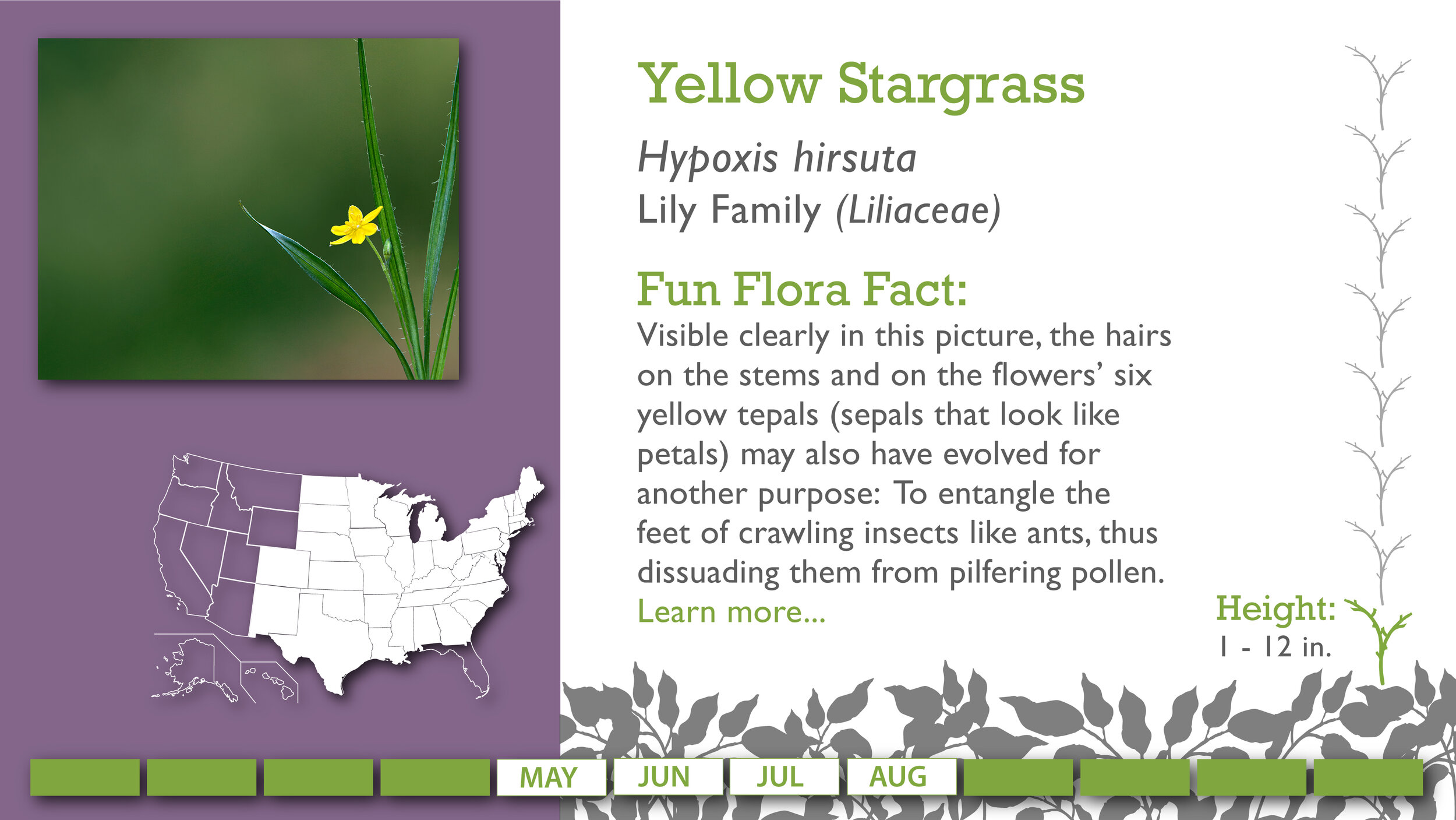 Slides2_YellowStargrass.jpg