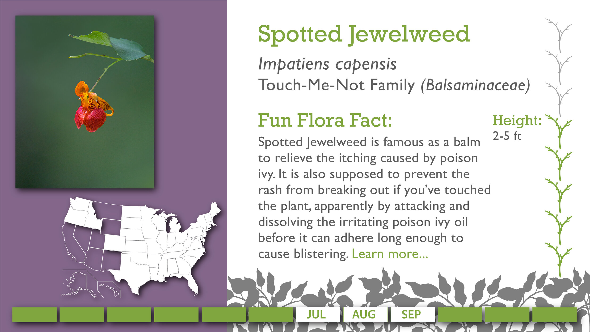 Slides2-SpottedJewelweed.jpg