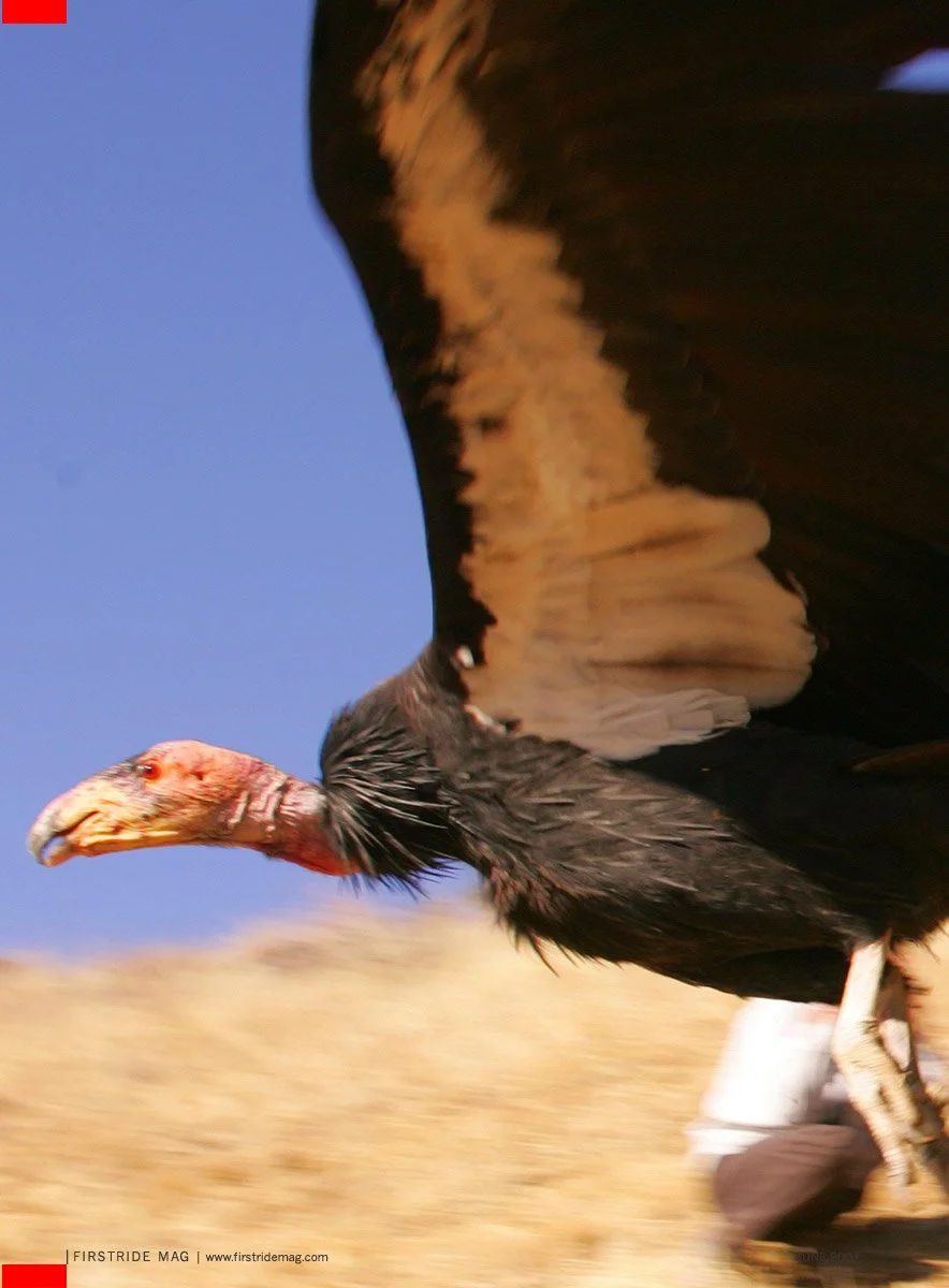 064-042_condor_rodeo4_5726979429_o.jpg
