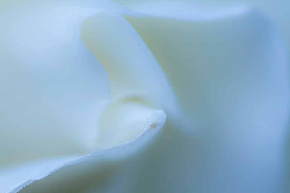 ROSESCAPE 1 by Simon Pearce.jpg