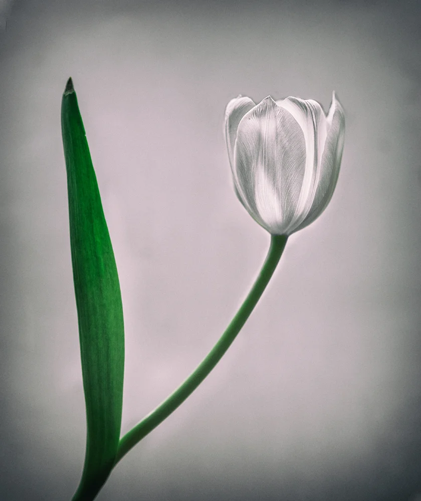 Canon 6D, 105mm