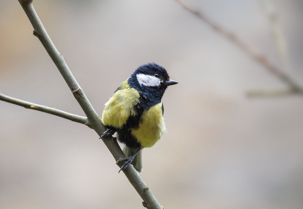 blue tit. Canon 6d, 100-400mm, f6.1, 1/400s, iso 640