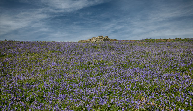 Skomer Blue Belles