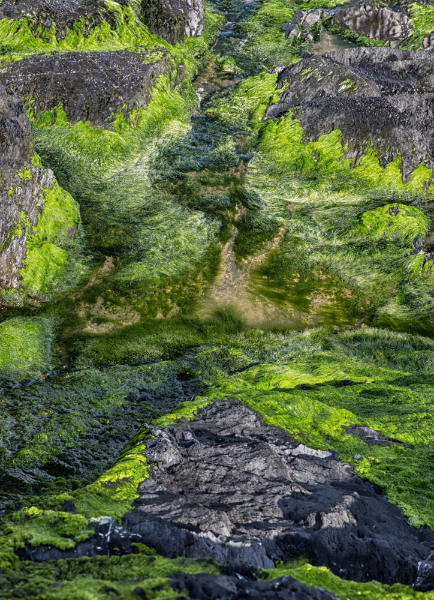Musselwick Beach, Marloes, moss