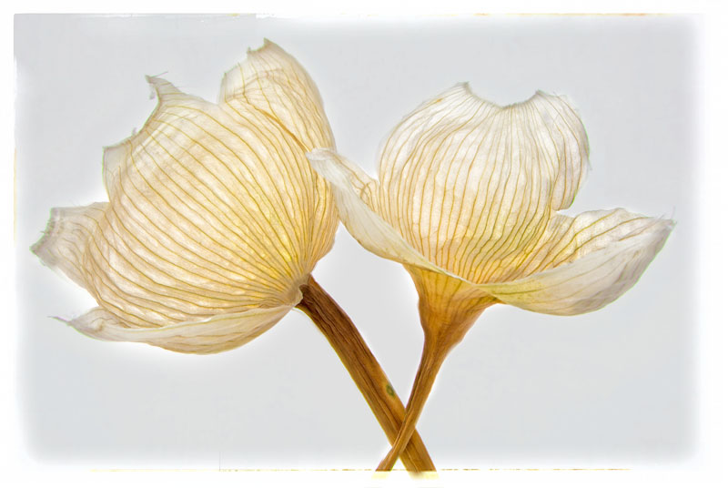 Leek flower case