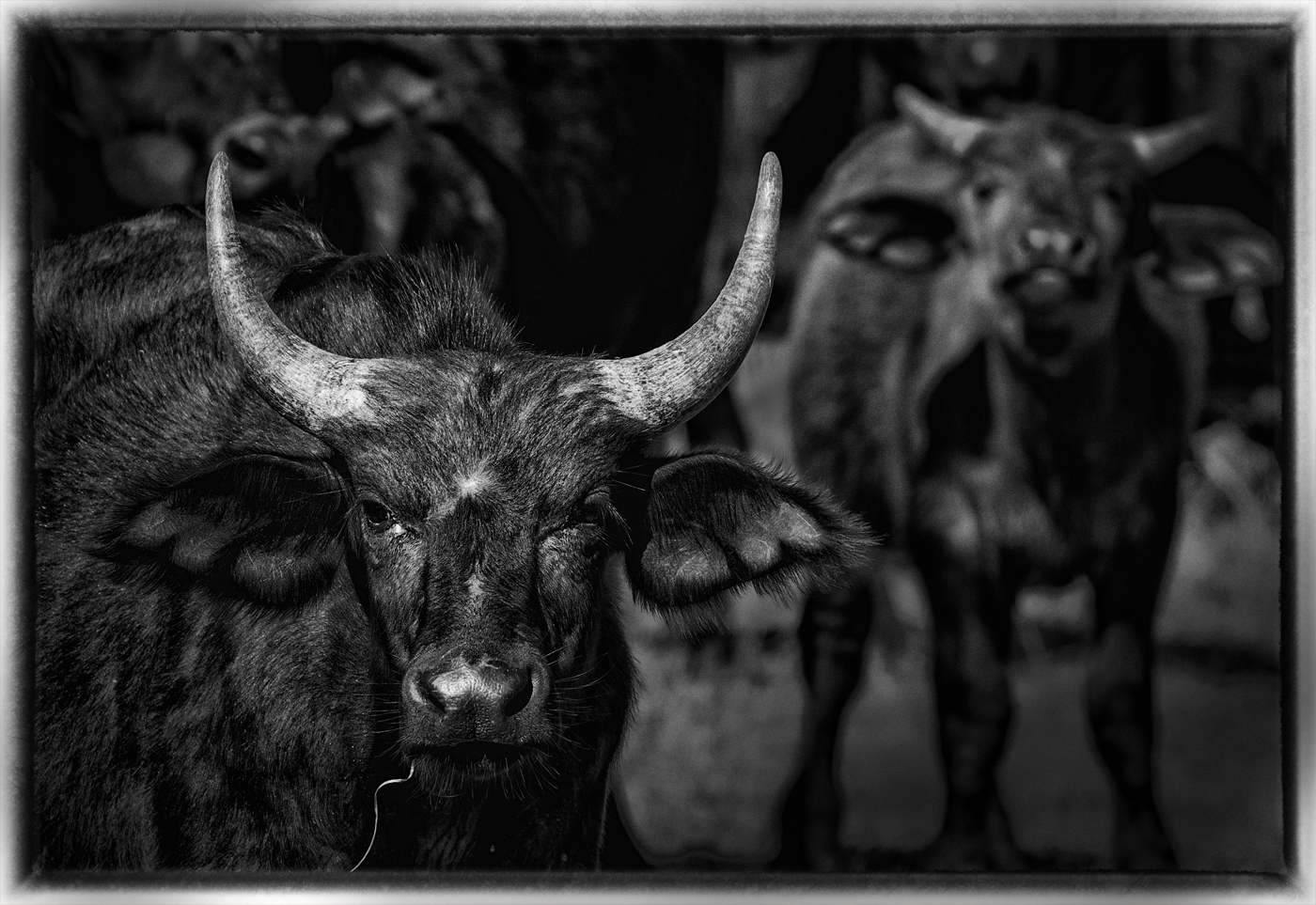 Cape Buffalo Calves | Kruger National Park, SA. 