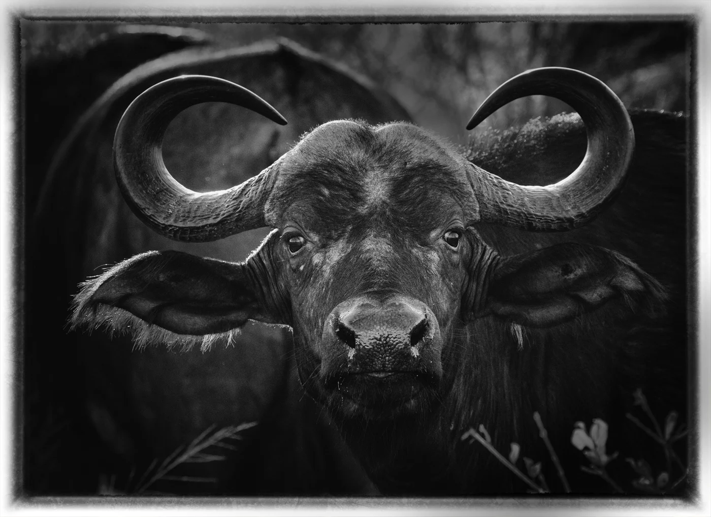 Cape Buffalo | Kruger National Park, SA.