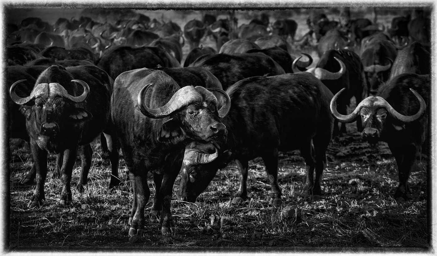 Cape Buffalo Herd | Kruger National Park, SA.