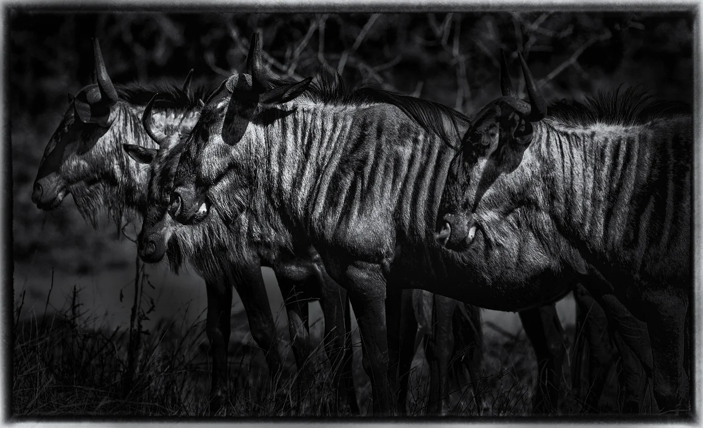 Wildebeest | Kruger National Park, SA. 