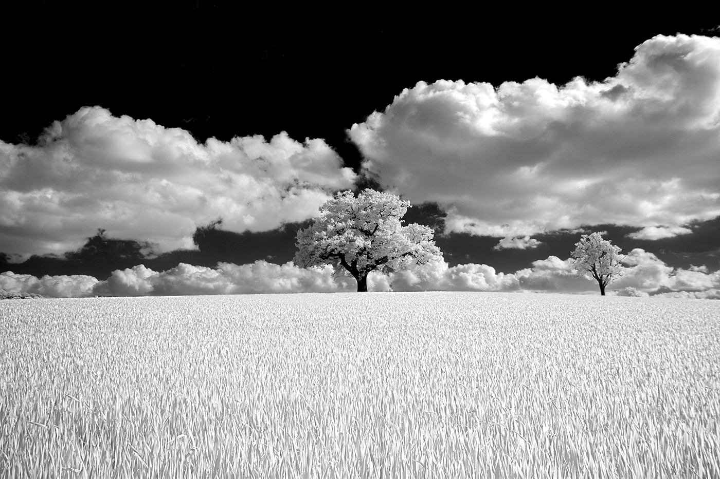 Melbourne Tree