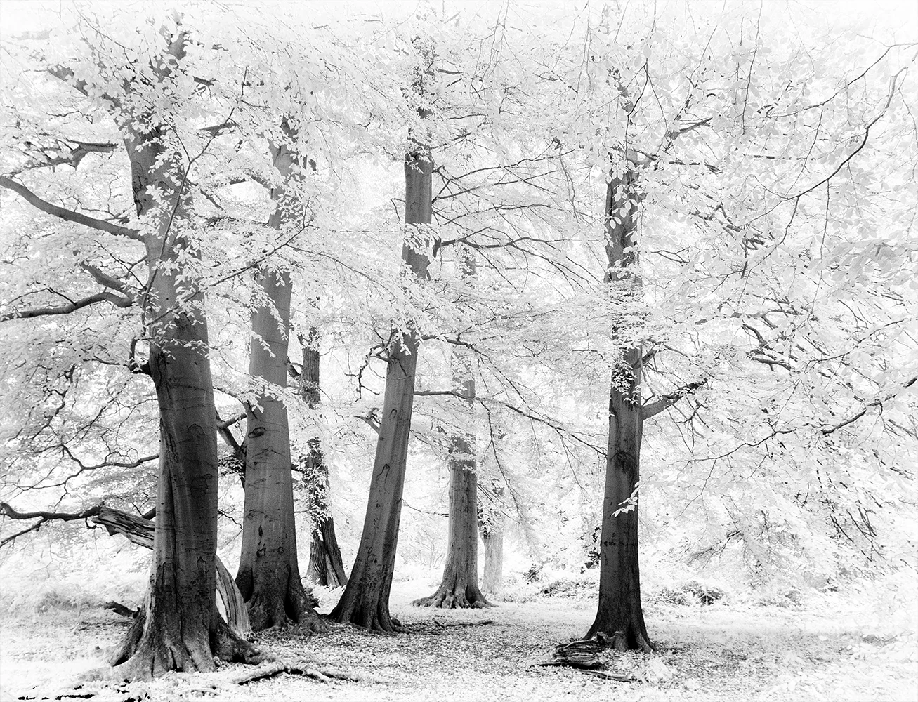 Trees at Calke
