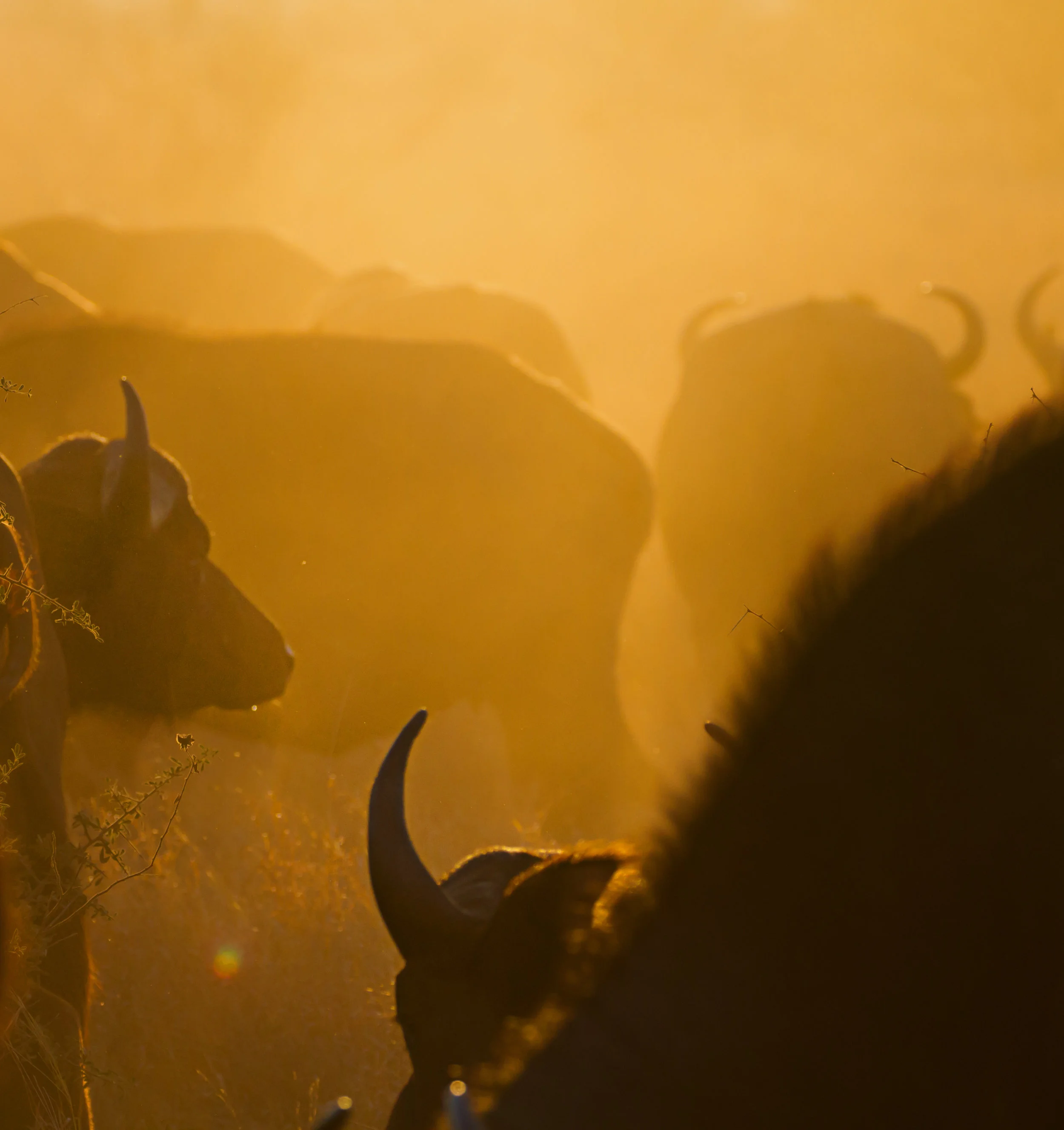 In with the Herd | Kruger National Park, SA.