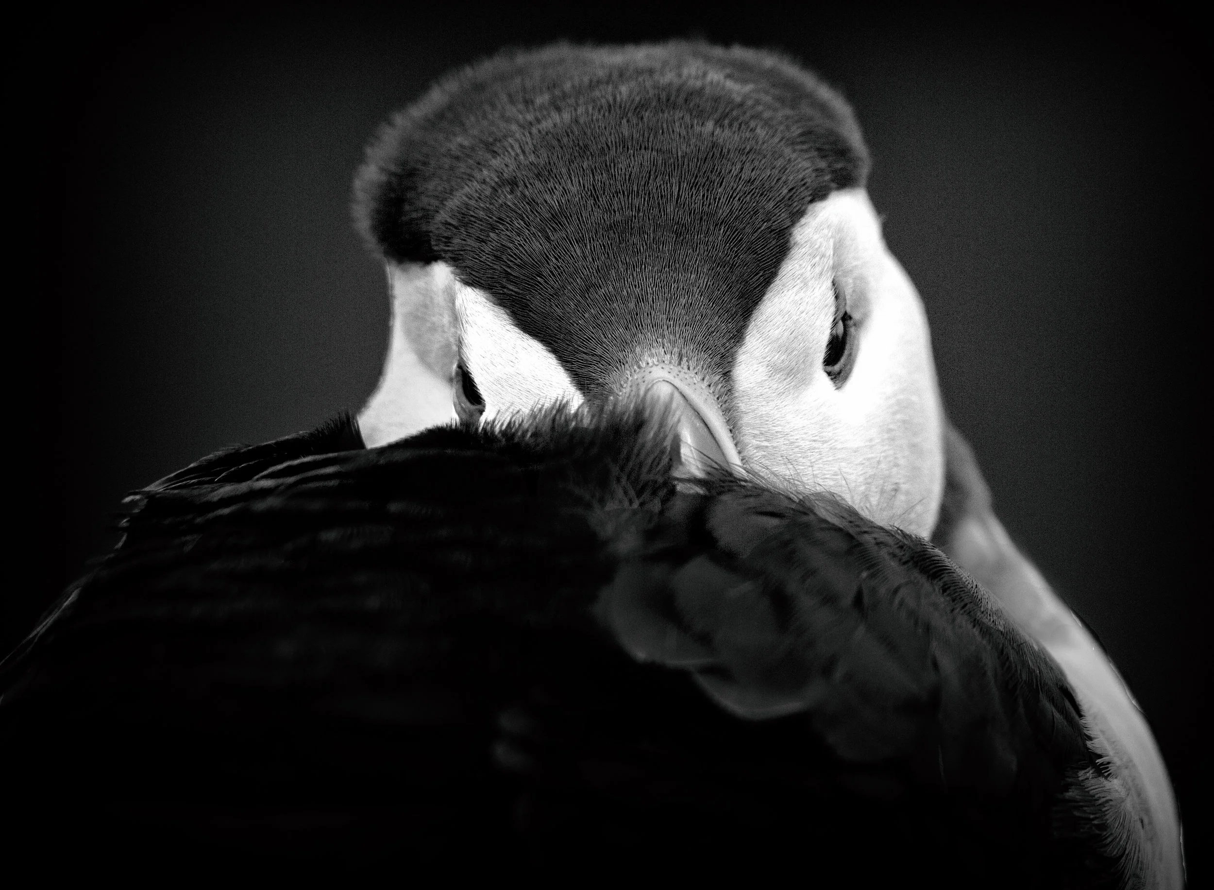 Puffin | Skomer Island, Pembrokeshire, Wales.