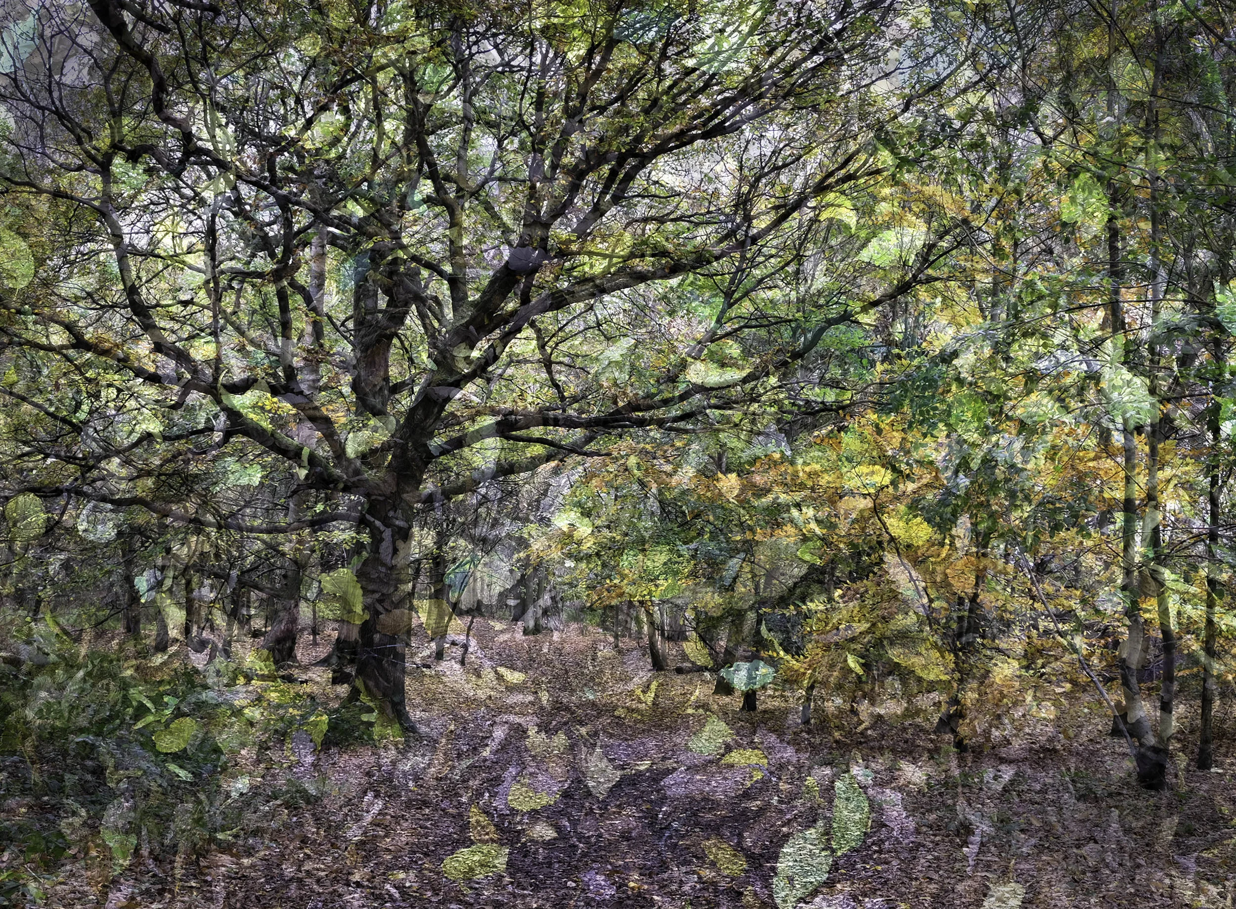 Frame & Leaves | In camera multi exposure