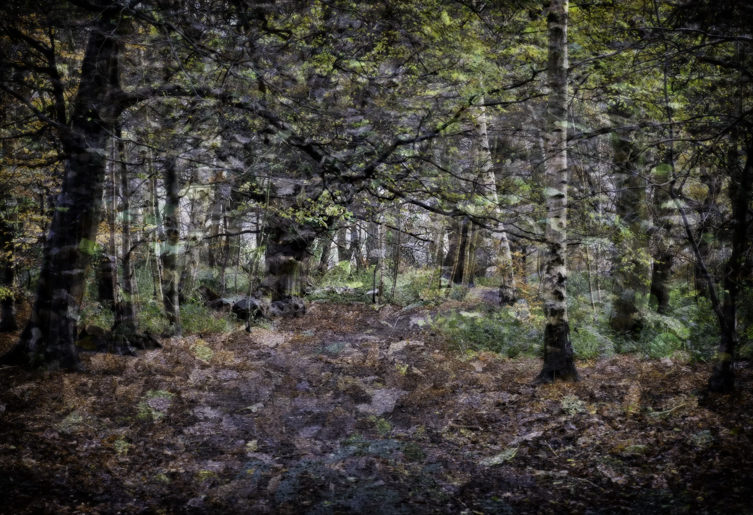 Autumn Colours 2 | In camera multi exposure 