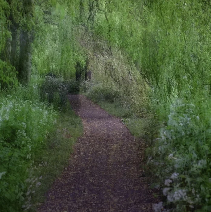 Willow Walk | In camera multi expsoure
