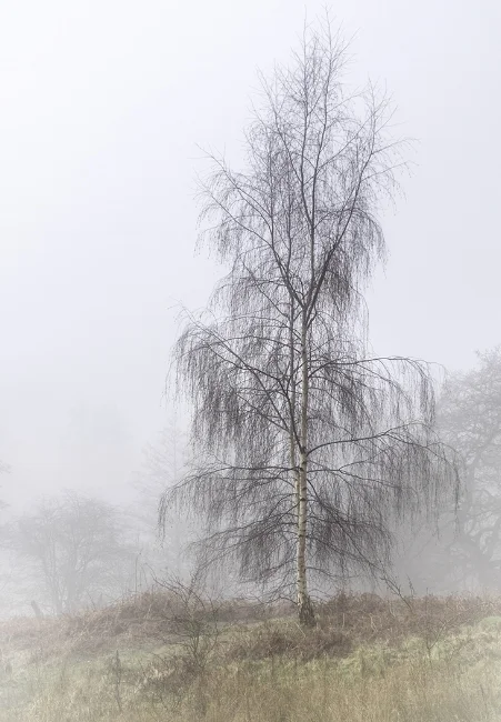   Lone Tree in the Mist  | Calke Abbey Park, Derbyshire, UK. 
