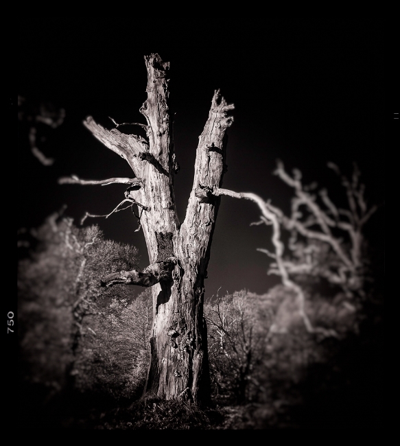 Lone Tree | Calke Abbey, Derbyshire, UK.
